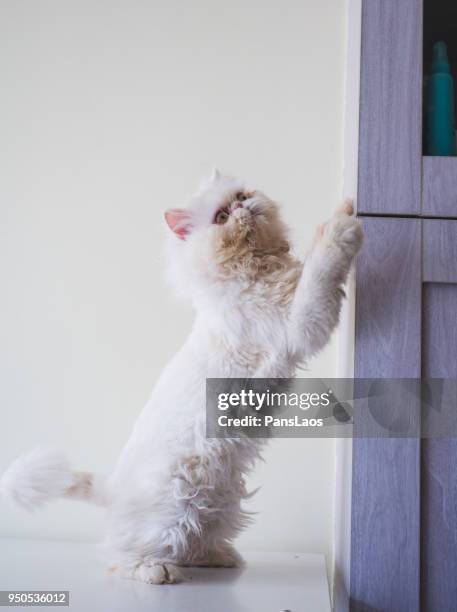 portrait of a male exotic shorthair cat - exotic shorthair cat stock-fotos und bilder