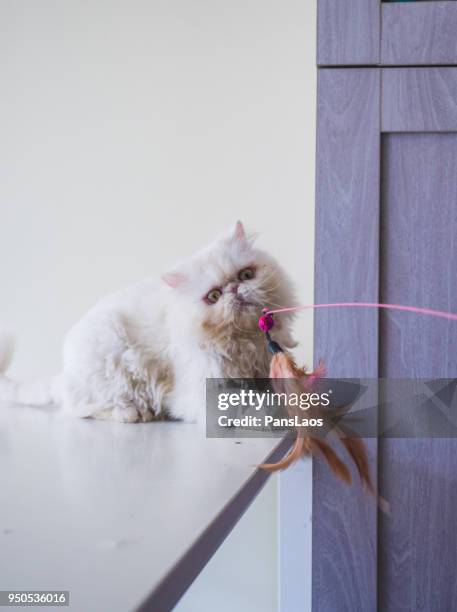 playing cat pets with a funny cat stick - exotic shorthair cat stock-fotos und bilder