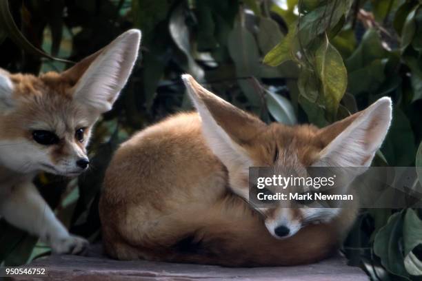 fennec fox - fennec - fotografias e filmes do acervo