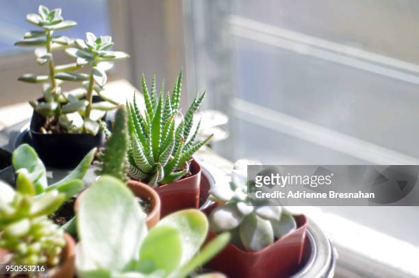 potted succulents by the window - succulent plant imagens e fotografias de stock
