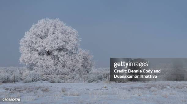 lone frost elm tree - alamosa county stock pictures, royalty-free photos & images