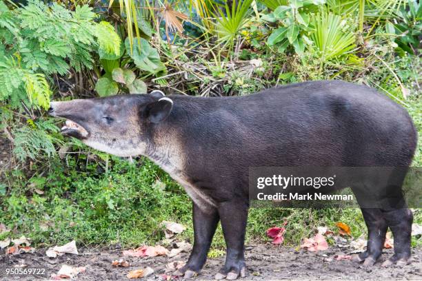baird's tapir - macho de monte fotografías e imágenes de stock
