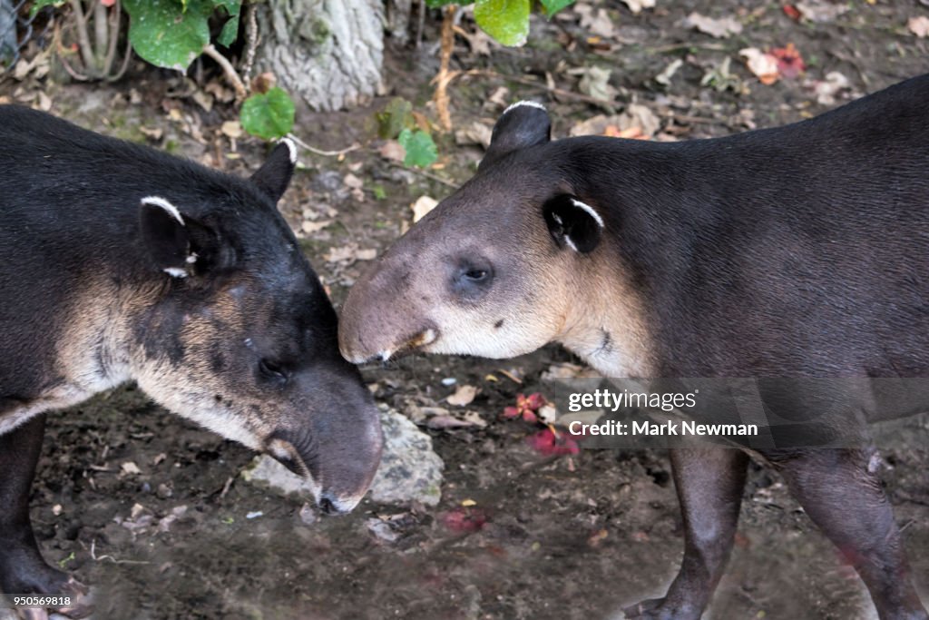 Baird's Tapir