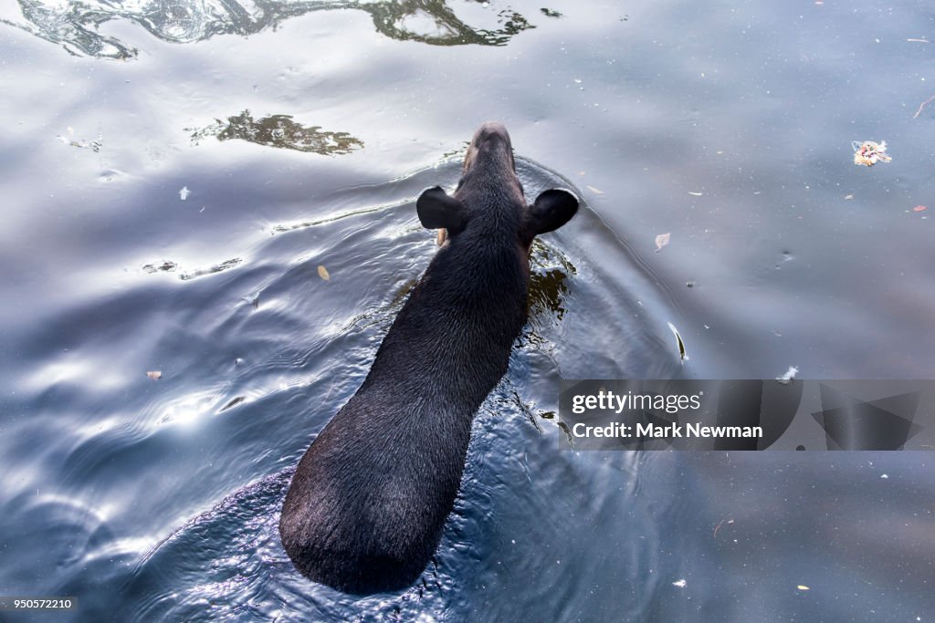 Baird's Tapir