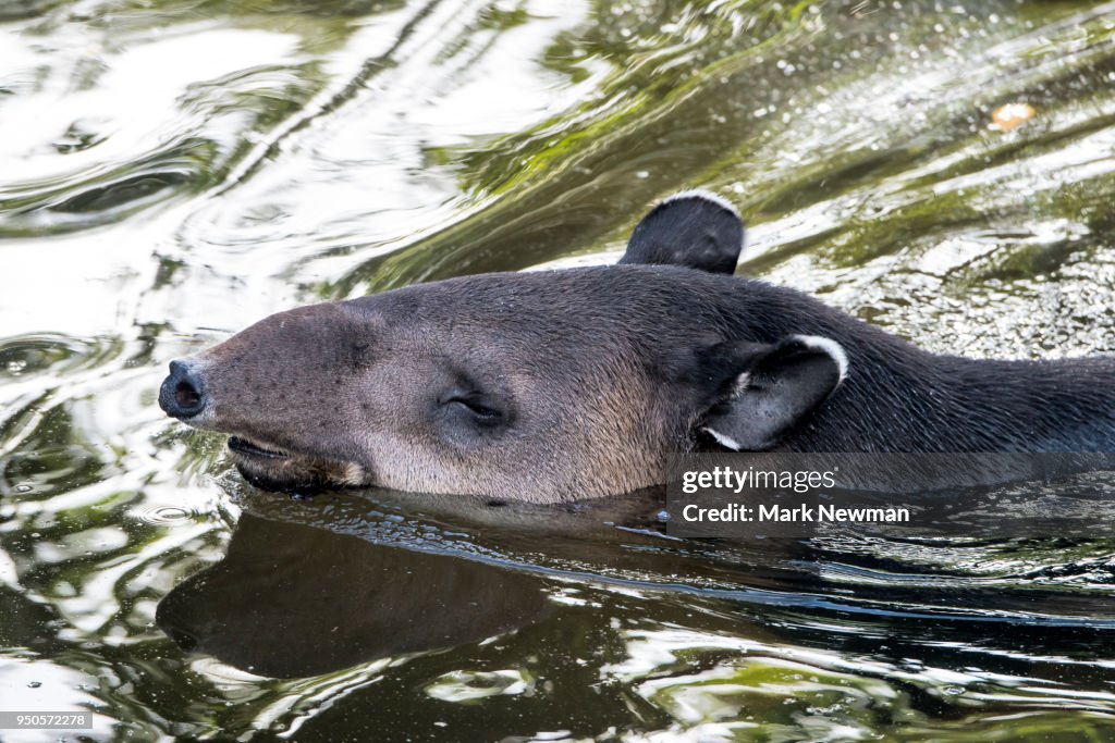 Baird's Tapir