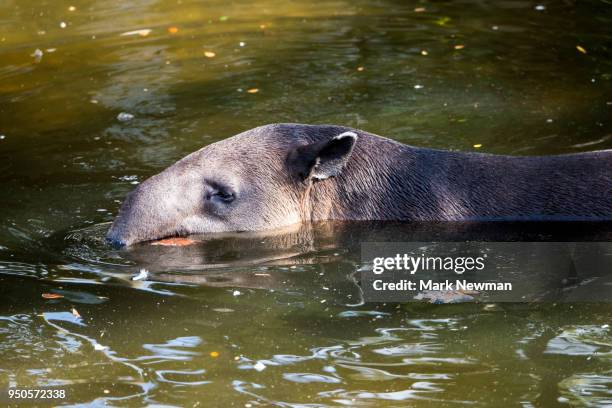 baird's tapir - central american tapir stock pictures, royalty-free photos & images