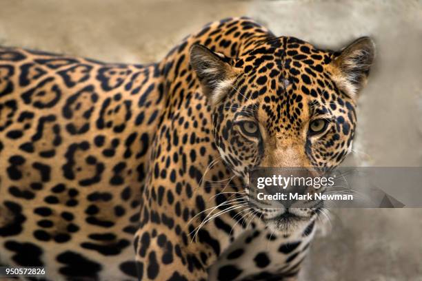 jaguar - jaguar stock pictures, royalty-free photos & images