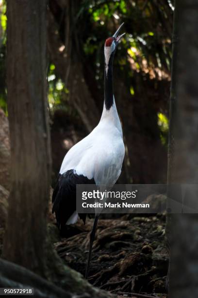 red-crowned crane - japanese crane stock pictures, royalty-free photos & images