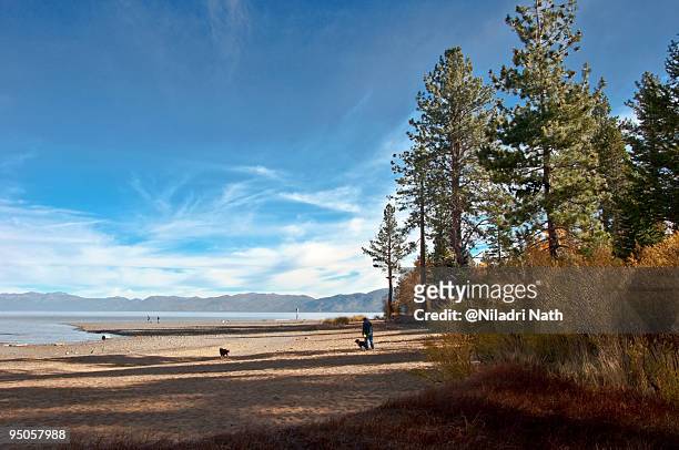 dogs near lake tahoe shore - サウスレイクタホ ストックフォトと画像