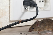 Closeup mouse sits near chewed wire  in an apartment kitchen on the background of the wall and electrical outlet . Inside high-rise buildings.