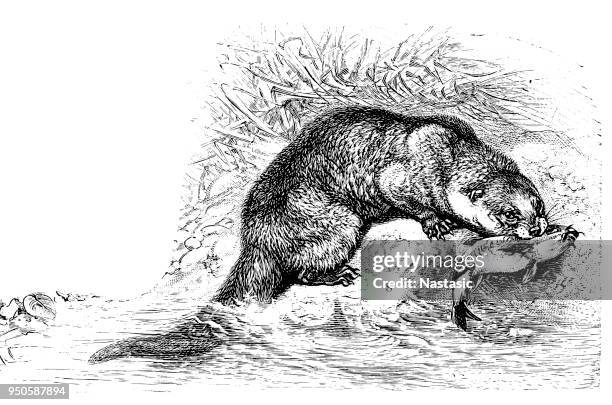 ilustraciones, imágenes clip art, dibujos animados e iconos de stock de nutria europea (lutra lutra) - river otter