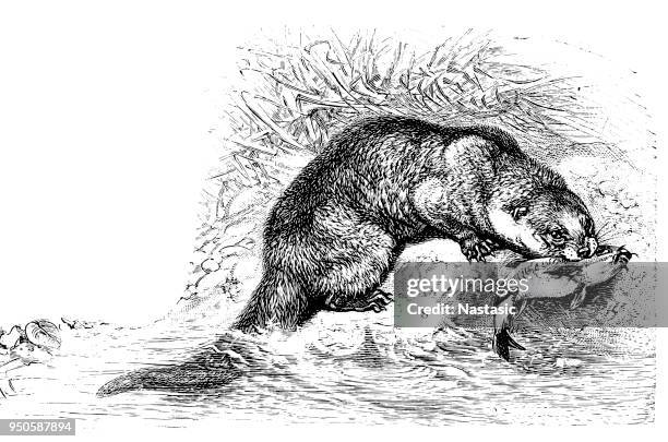 european otter - river otter stock illustrations