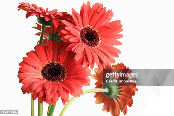 red gerbera bouquet - gerbera daisy stock pictures, royalty-free photos & images