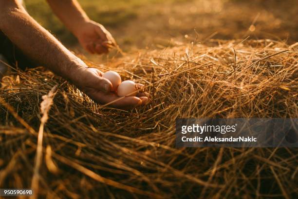 農家の有機卵を集めて - 干し草 ストックフォトと画像