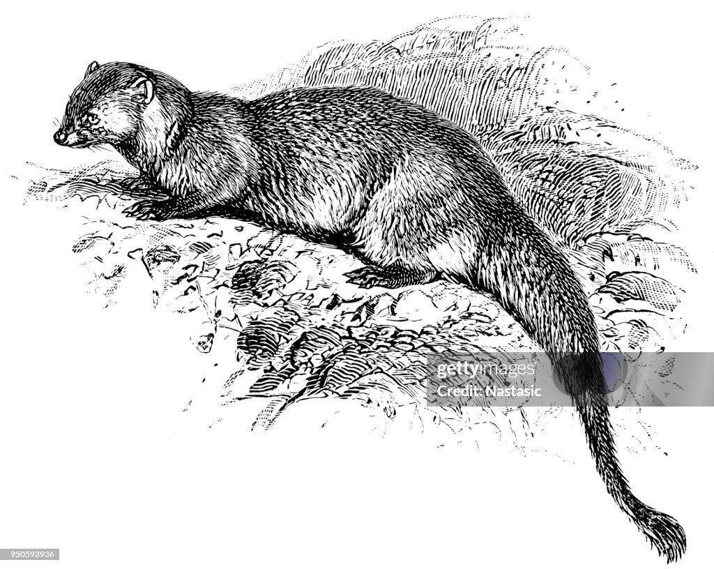 The Asian palm civet (Paradoxurus hermaphroditus)