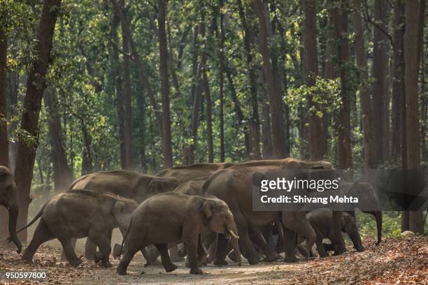 asian elephant in corbett national park - indian elephant 個照片及圖片檔
