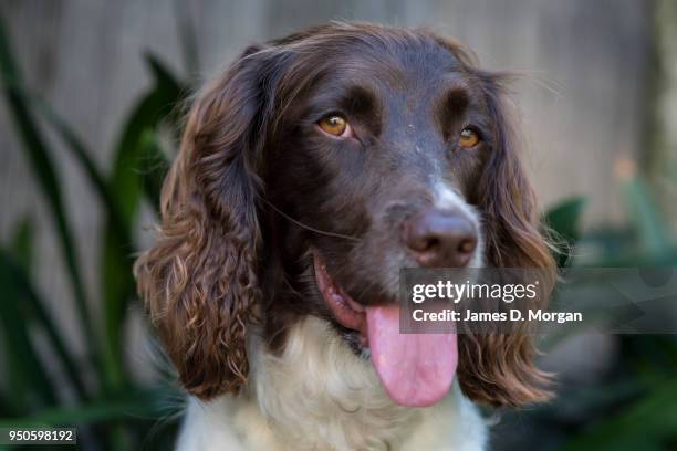Twiglet the 2 year old English Springer Spaniel poses for portraits in a garden on April 23, 2018 in Sydney, Australia.