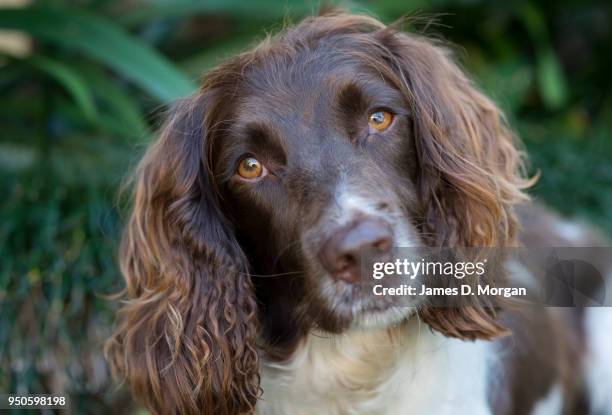 Twiglet the 2 year old English Springer Spaniel poses for portraits in a garden on April 23, 2018 in Sydney, Australia.