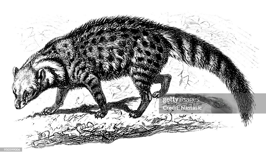 The African civet cat (Viverra civetta)