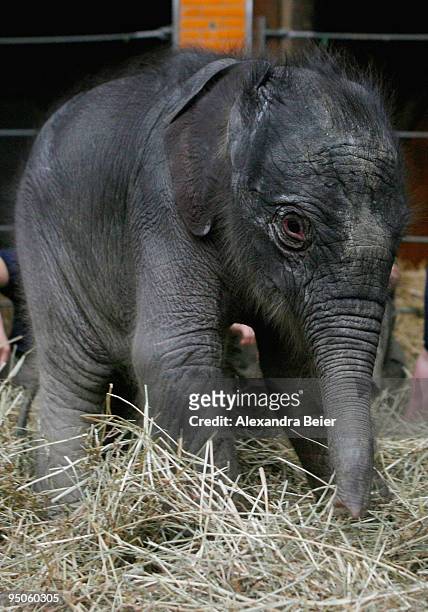 New born elephant Jamuna Toni is seen at Hellabrunn zoo on December 23, 2009 in Munich, Germany. The female baby elephant was born on December 21,...