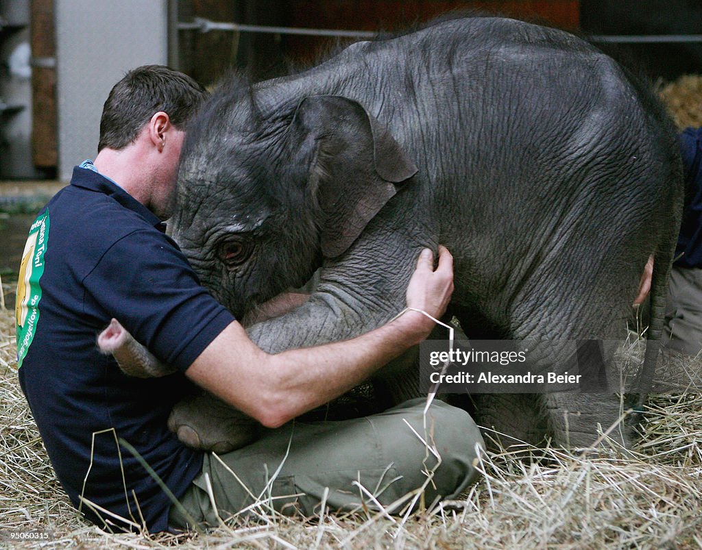 Baby Elephant Born In Munich Zoo