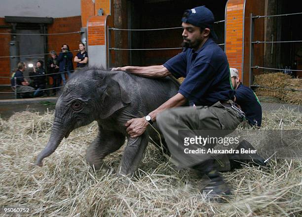 New born elephant Jamuna Toni is stopped by one of her keepers at Hellabrunn zoo on December 23, 2009 in Munich, Germany. The female baby elephant...