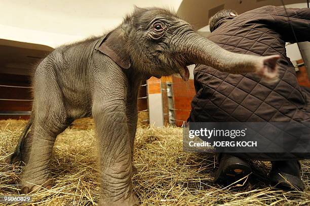 Two-day-old baby elephant named "Jamuna Toni" investigates her enclosure at Hellabrunn Zoo in the southern German city of Munich on December 23,...