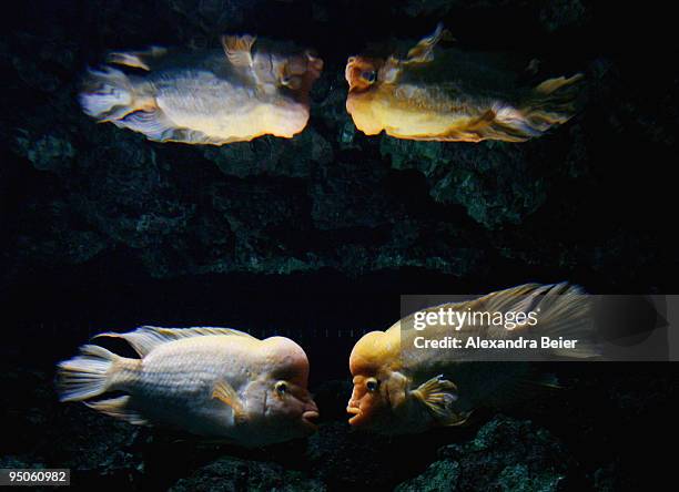 Two Midas Cichlid fish are seen in an aquarium at Hellabrunn zoo on December 23, 2009 in Munich, Germany.