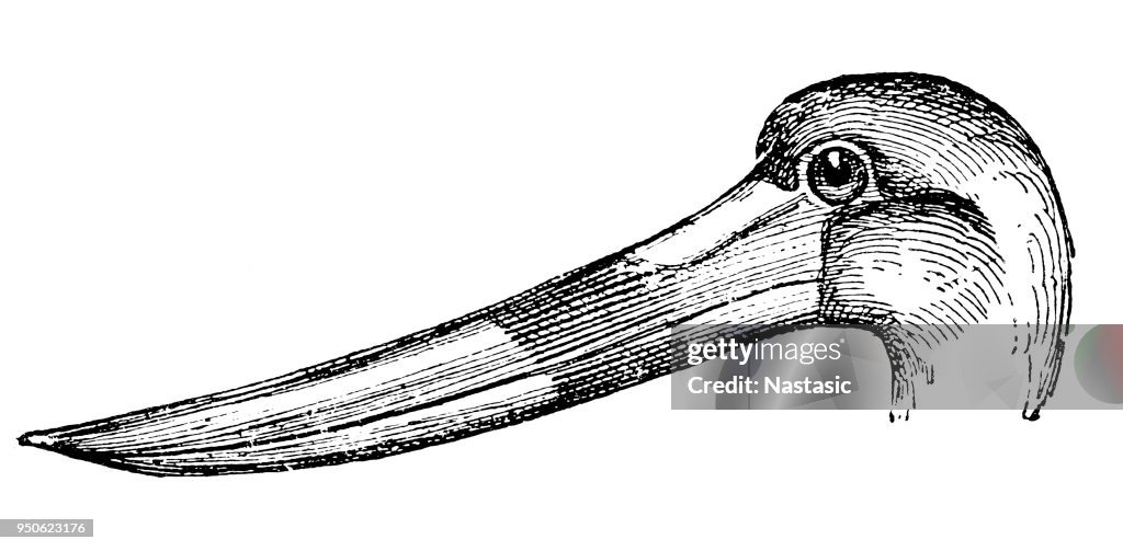 The saddle-billed stork (Ephippiorhynchus senegalensis)