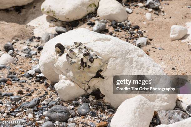 chalk rock with flint, seven sisters cliffs - chert stock pictures, royalty-free photos & images