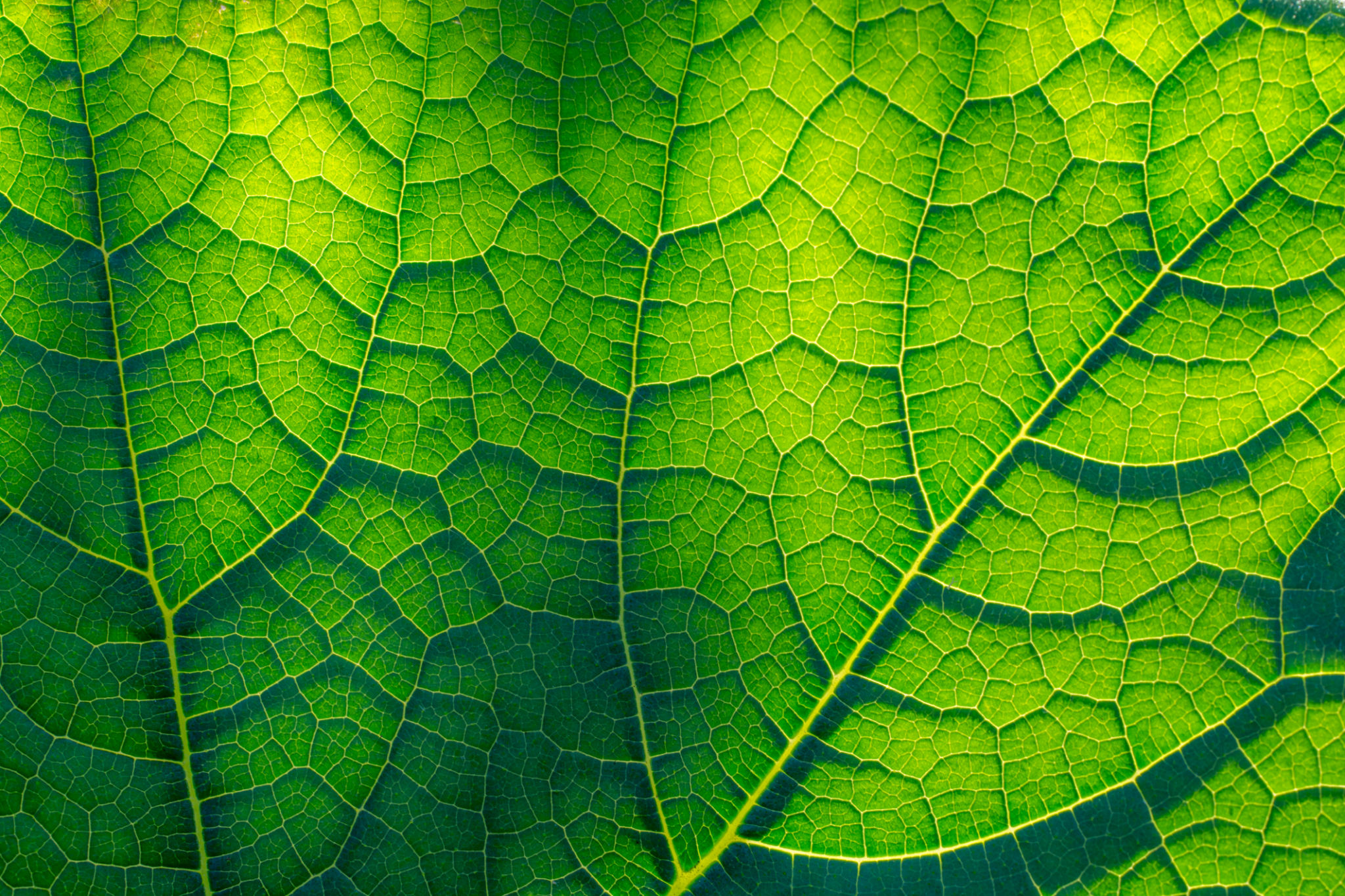 macro environment