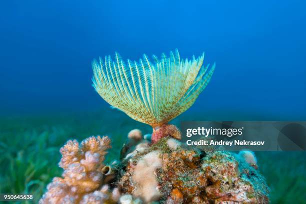 indian feather duster worm (sabellastarte spectabilis), red sea, dahab, egypt - feather duster worm stock pictures, royalty-free photos & images