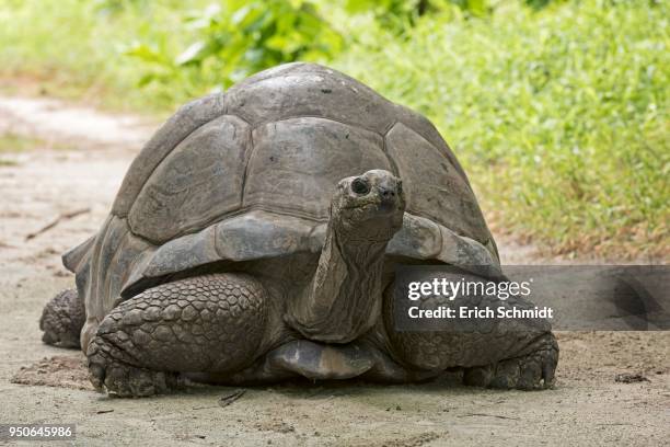 curious aldabra giant tortoise (aldabrachelys gigantea) about bird island, seychelles, indian ocean - seychellen riesenschildkröte stock-fotos und bilder