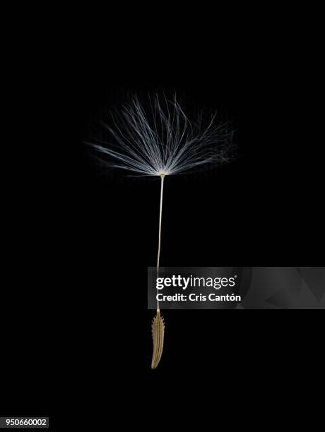 dandelion seed - dandelion isolated stock pictures, royalty-free photos & images