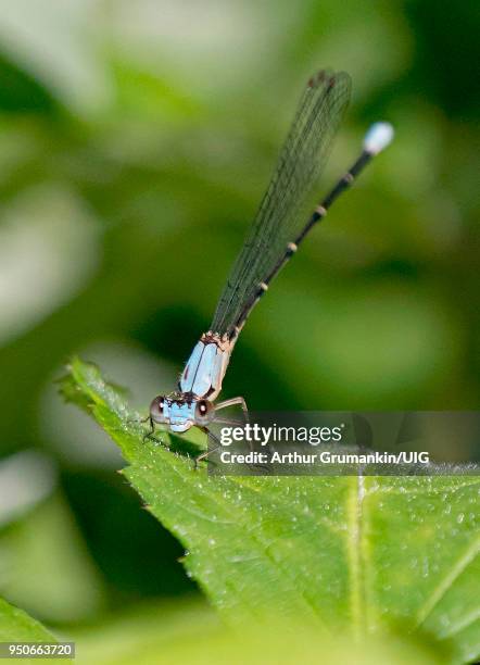 green darner damselfly - amerikanische-bundesstaatsgrenze stock-fotos und bilder