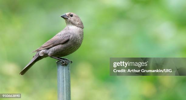 brown-headed cowbird, female - cowbird stock pictures, royalty-free photos & images