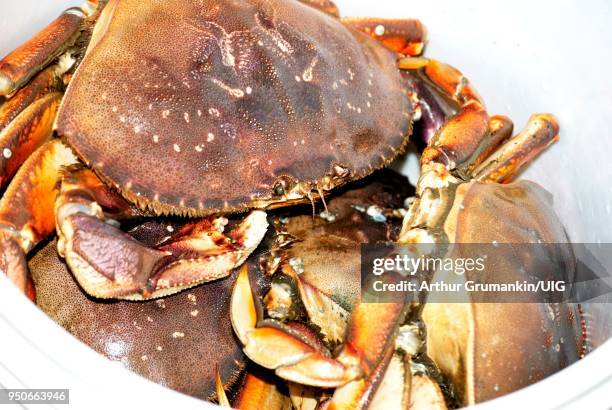 dungeness crabs in bucket - crabbing stock pictures, royalty-free photos & images