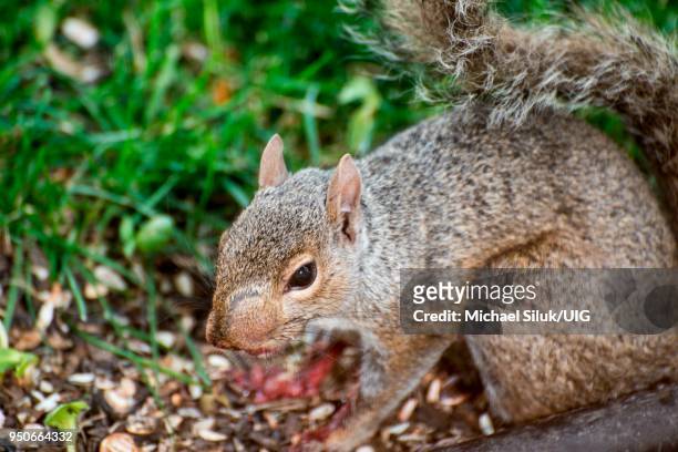 vadnais heights, minnesota. eastern gray squirrel, sciurus carolinensis with abscess on side of face eating a bird. - abscess stockfoto's en -beelden