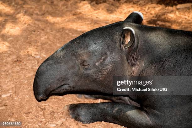 malayan tapir, tapirus inducus. closeup head shot. - tapiro della malesia foto e immagini stock