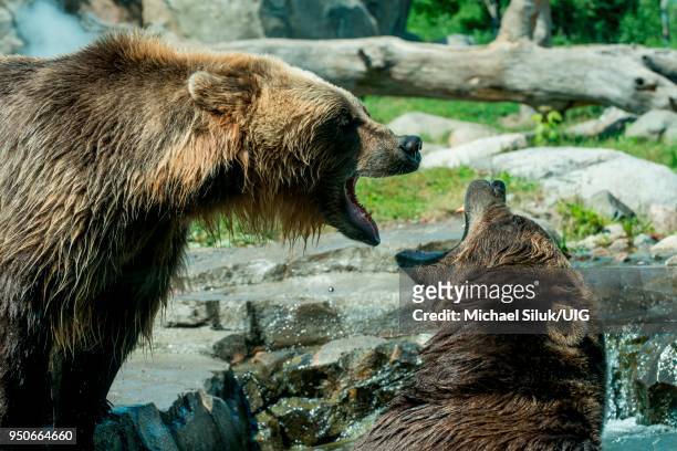 russias grizzly coast exhibit. brown bear aka grizzly, ursus arctos. bears are probably fighting to show their dominance. - grizzly bear attack stock-fotos und bilder