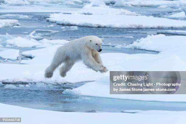 a polar bear in mid-air, leaping a gap in the ice - floating shelves stock pictures, royalty-free photos & images