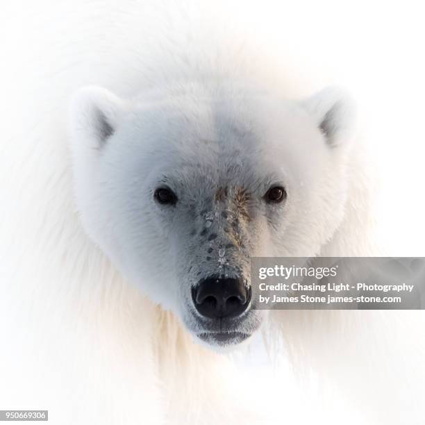 polar bear portrait - polar bear face stock pictures, royalty-free photos & images