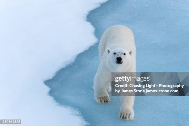 full-frontal image of a polar bear looking up at the camera - polar bear stock-fotos und bilder