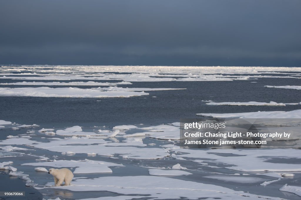 A Polar Bear in a vast frozen landscape of sea ice