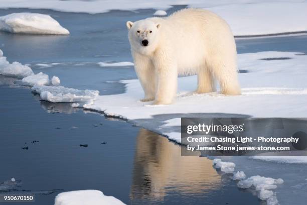 polar bear at the ice edge - greenland glacier stock pictures, royalty-free photos & images
