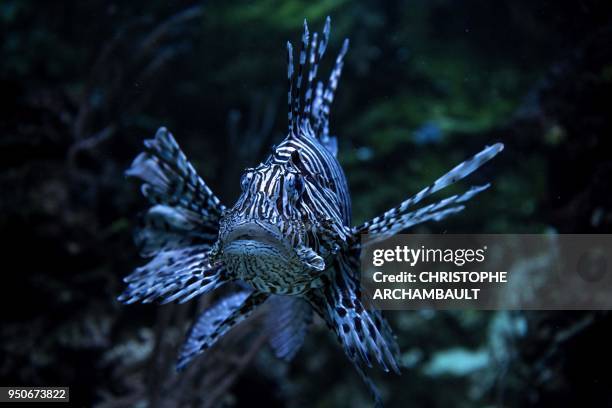 Common lionfish swims in its tank at the Tropical Aquarium in Paris on April 24, 2018.