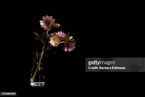 a stem of hellebore flowers - glass vase black background foto e immagini stock