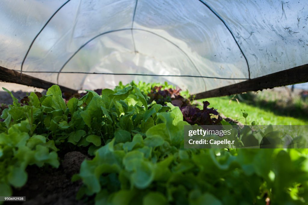 Jardin - Salade du jardin sous serres