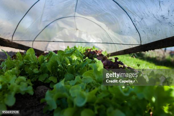jardin - salade du jardin sous serres - salade stock pictures, royalty-free photos & images