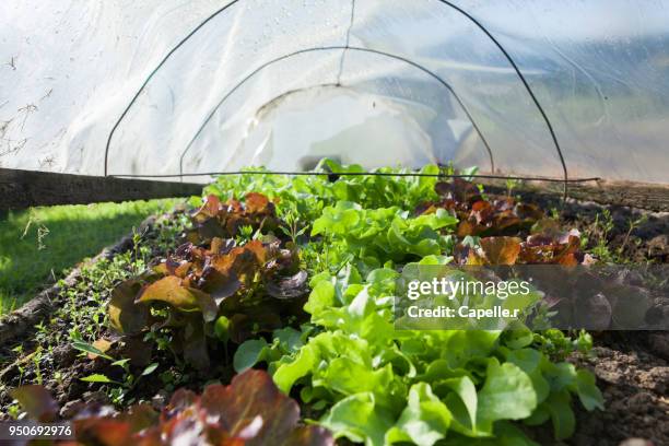 jardin - salade du jardin sous serres - salade stock pictures, royalty-free photos & images